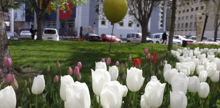 MEVSİMLERDEN LALE, KAYSERİ ŞAHANE