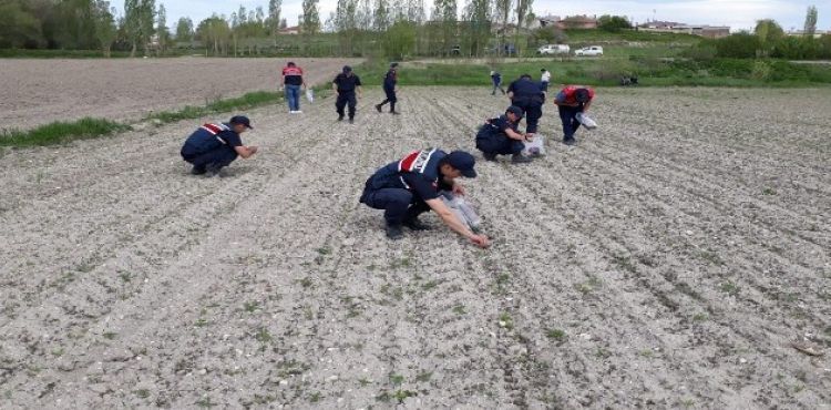 Jandarma 14 bin 928 kök kenevir ele geçirdi