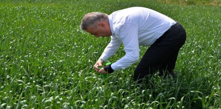 Süne ile mücadele için 180 bin parazitoit salımı yapıldı