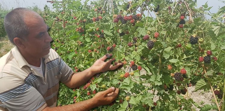 İzlediği belgeselden etkilenip böğürtlen ekti, şimdi siparişlere yetişemiyor