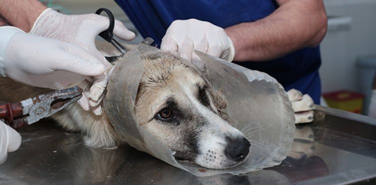 Kafası bidona sıkışan köpek tekrar hayata döndürüldü