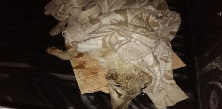 Otomobilin Çarpıp Kaçtığı Yaralı Köpeğe Pınarbaşı Belediyesi Sahip Çıktı