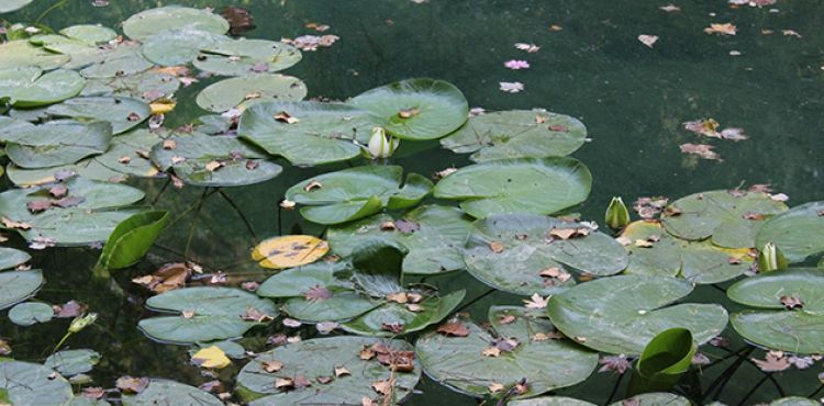 Doal ortamnda byyor, tohumla retilemiyor ancak cezas olduunu kimse bilmiyor