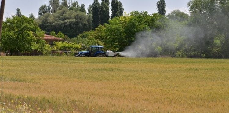 Buğday Ekili Alanlarda Süne Zararlısı İle Mücadele Tüm Hızıyla Devam Ediyor
