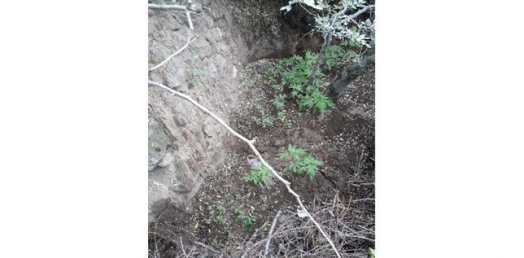 58 kök Hint keneviri bitkisi ele geçirildi