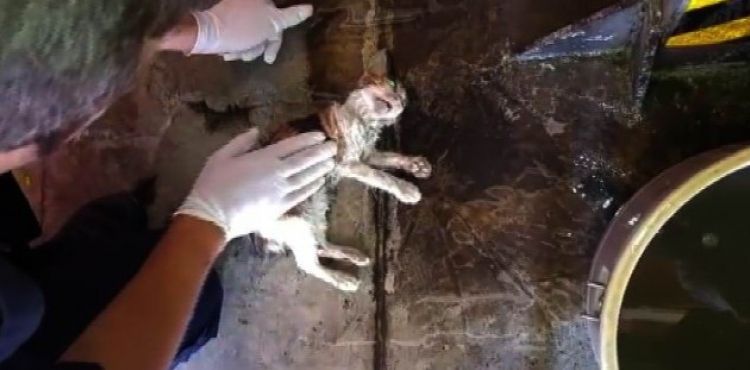 Açlıktan bayılan kediyi kalp masajı ve suni teneffüs ile hayata bağladılar