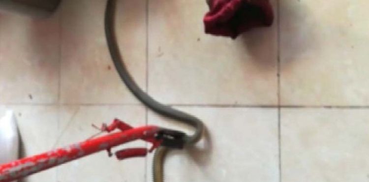 Markete giren yılan yakalandı