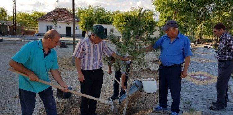 Sultan Sazlığına Fidan Dikimi Yapıldı