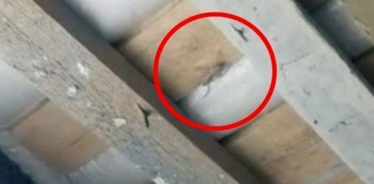 Yüksekova'da sarıkız örümceği görüldü