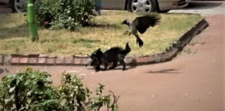 Kedinin avladığı yavruyu kurtaramadılar