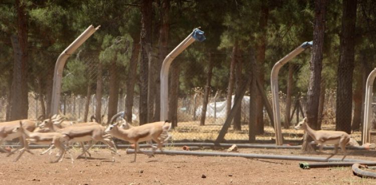 Nesli tükenme tehlikesi bulunan ceylanların sayısı artıyor