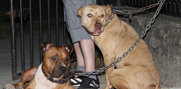 İki pitbull cinsi köpeği park girişine bağlayıp kaçtılar