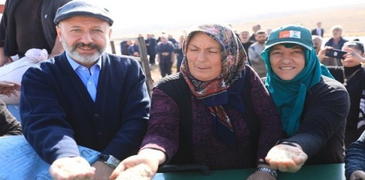 Kocasinan'da Siyez Buğdaylar Hasada Hazırlanıyor