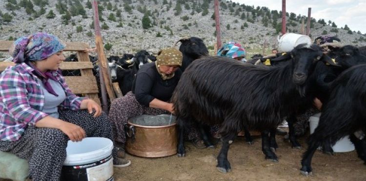 Selanik göçmeni aile yaylada besicilik yaparak geçiniyor