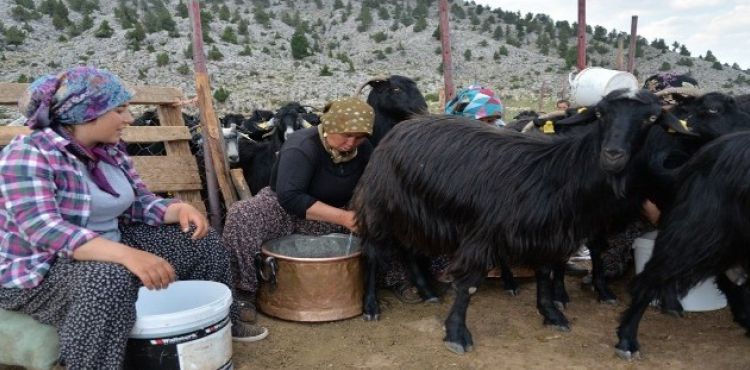 Selanik gmeni aile yaylada besicilik yaparak geiniyor