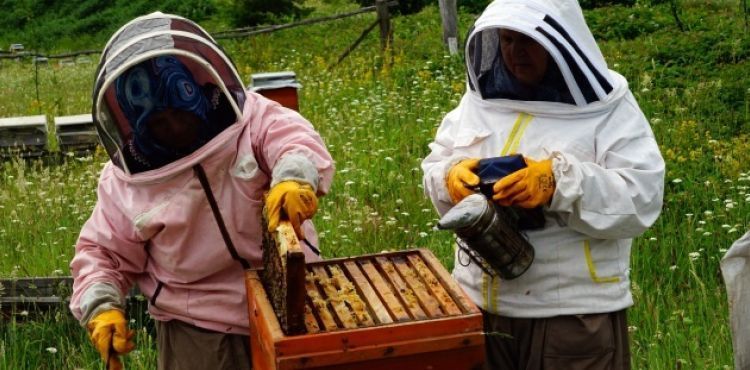 Bileziğini sattı, bir kovan arı aldı, şimdi paraya para demiyor