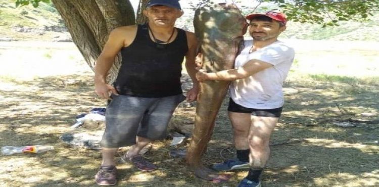 63 kiloluk dev yayın balığını olta ile yakaladılar