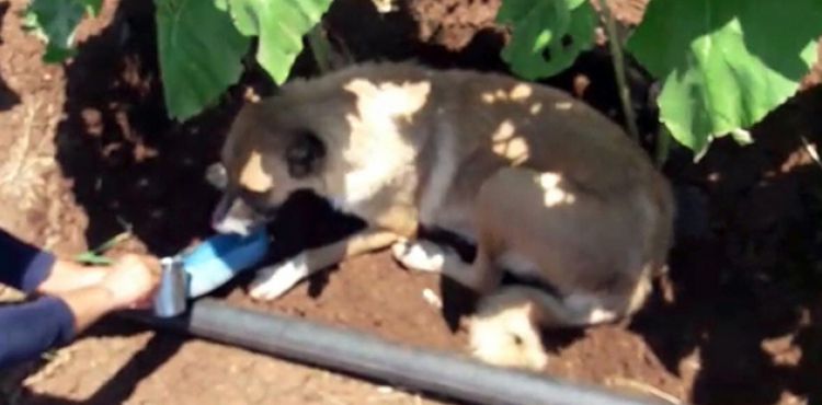 Tarlada sıcaktan bitkin düşen köpeğe ayakkabısıyla su içirdi