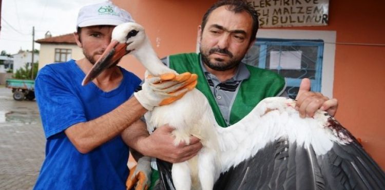 Yuvasından düşen leylek Bünyan Belediyesi'ne emanet