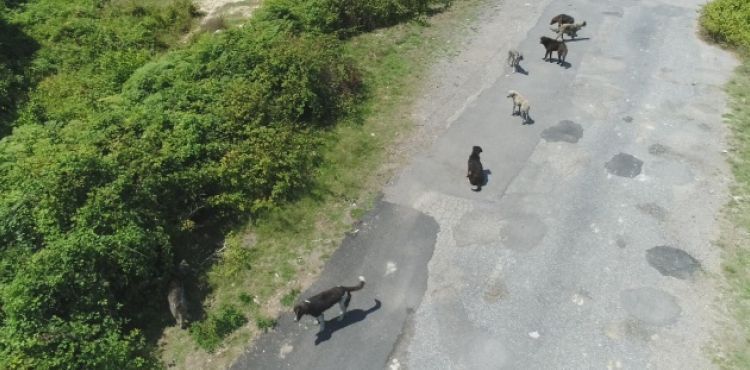 İstanbul'da binlerce başıboş köpeğin adeta istila ettiği köy havadan görüntülendi
