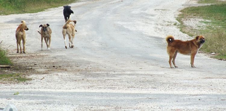 Köy sakinleri sokak köpeklerinden dertli