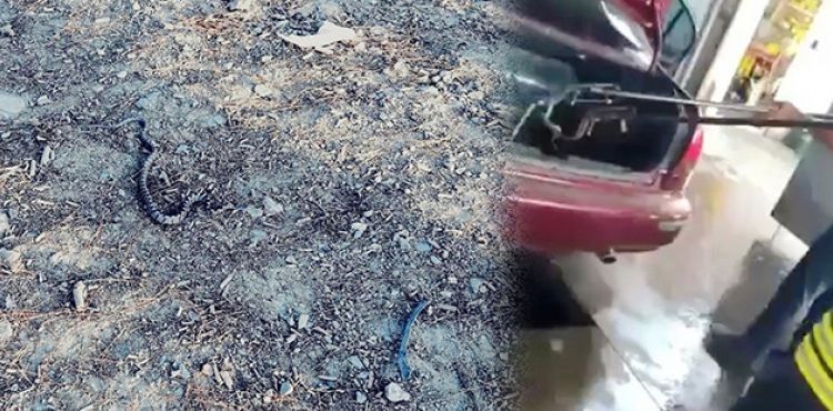 Otomobilin bagajından yılan çıktı