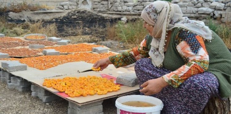 Köylerde kayısı kurutma işlemi başladı