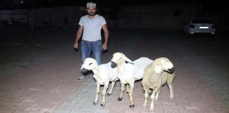 adrdan kaan koyunlar polis ekipleri sahibine teslim etti