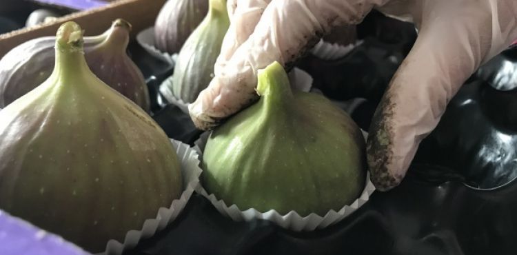 Kraliçe inciri üreticinin yüzünü güldürdü