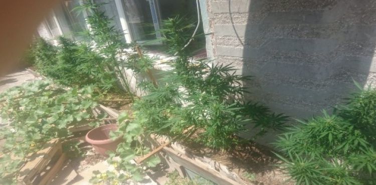 Evinin balkonunda hint keneviri yetiştiren şahıs gözaltına alındı