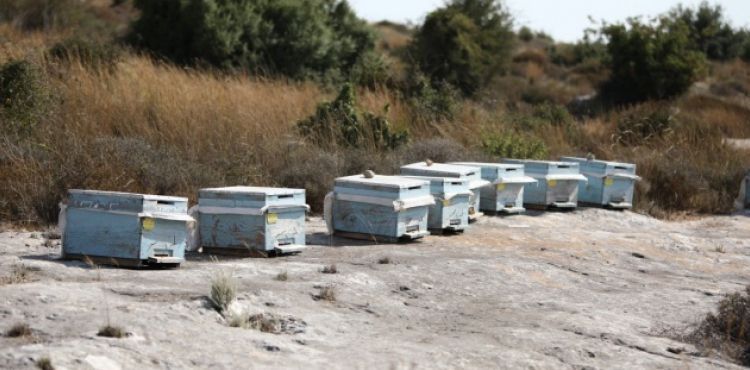 Kovanları çalarken arıların soktuğu genç öldü