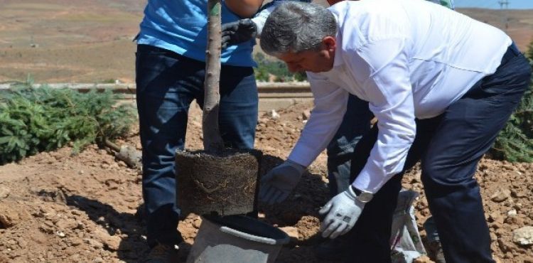 Yeşil Bünyan için ağaçlandırma çalışmaları devam ediyor