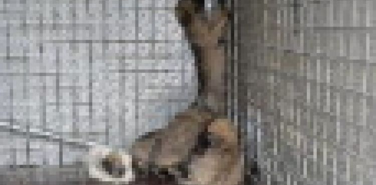 Su kanalına düşen yavru köpekler kurtarıldı