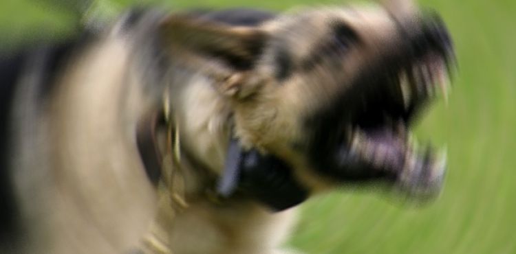 Bu köpekleri besleyenlere 7 bin 802 lira ceza