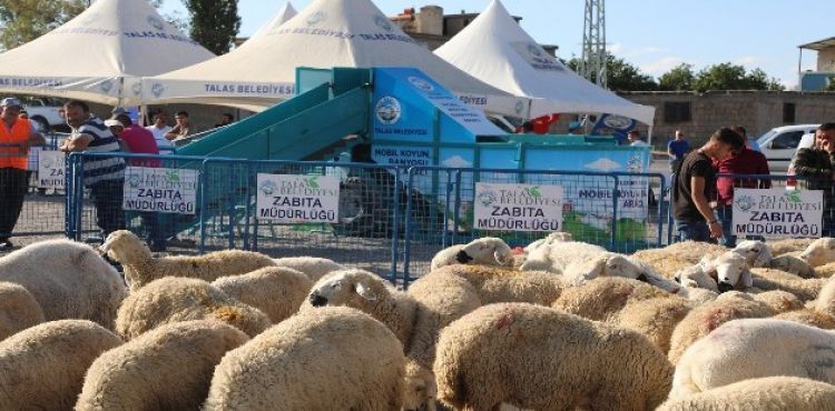 Talas'ta Hayvancılığa Destek