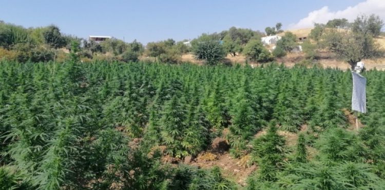 Terör örgütü PKK'nın finans kaynağına darbe: 1 ton esrar, 6 milyon 718 bin kenevir ele geçirildi