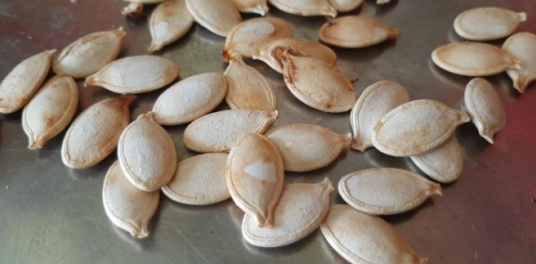 Bu çekirdeğin kilosu 5 bin lira