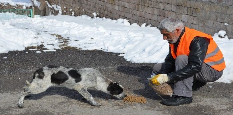 Sokaktaki hayvanlar için Türkiye'de bir ilk olarak ‘Pati Parkı' yapıldı