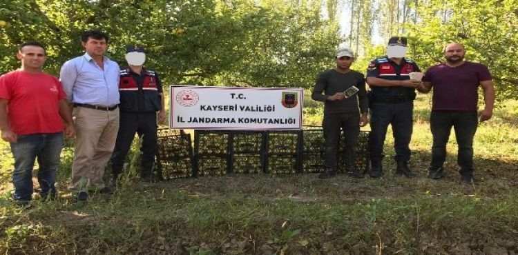 Para ve elma çalan hırsız jandarma tarafından yakalandı