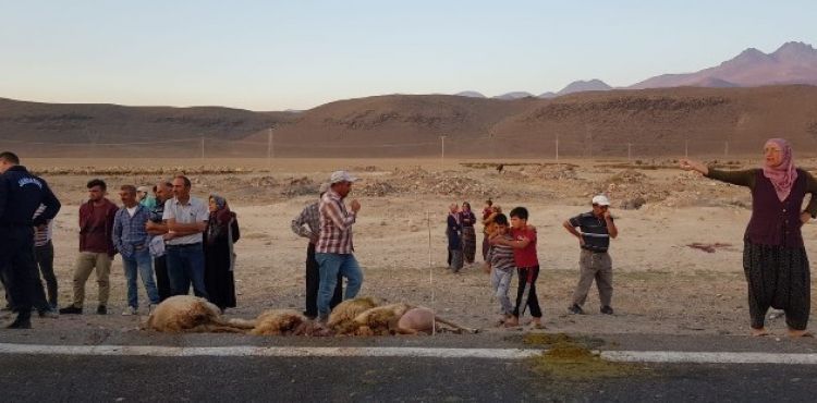 Tır sürünün arasına daldı, 18 hayvan telef oldu