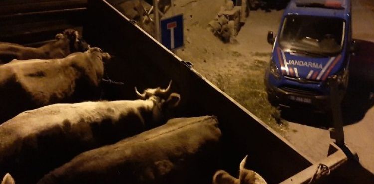 Jandarma hayvan hırsızlarını böyle yakaladı