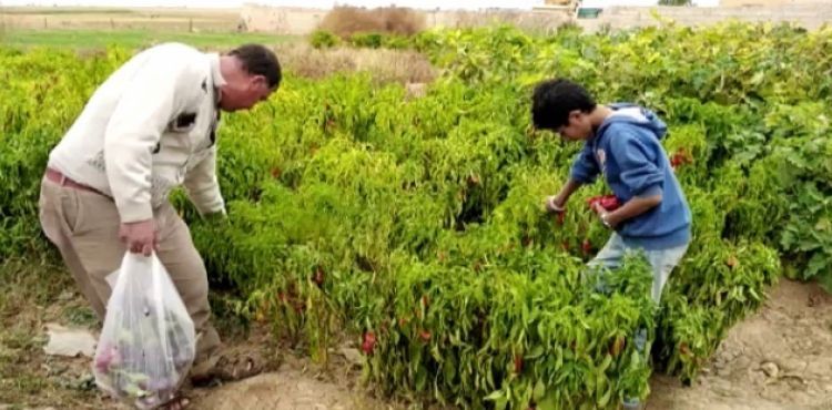Tel Abyad'da hasat başladı