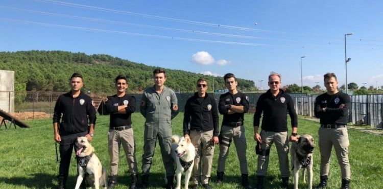 İstanbul Emniyeti'nin özel köpeklerinin zorlu eğitimi görüntülendi