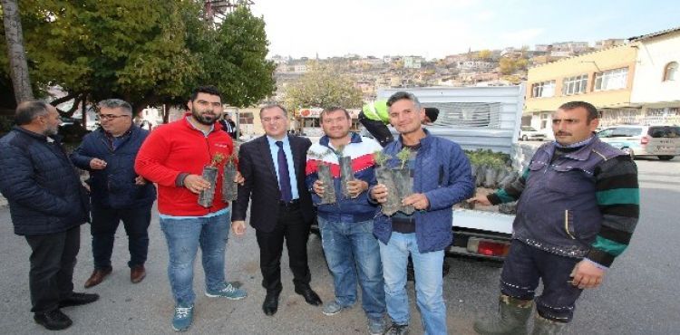 Hacılar'da yeşil bir çevre için bin fidan dağıtıldı