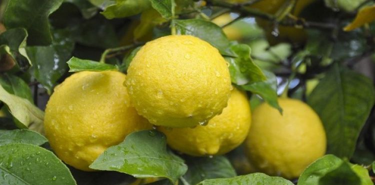 Lamas limonu coğrafi işaret tescil belgesi aldı