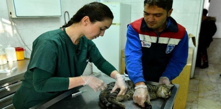 Ankara Büyükşehir'den acil durumlarda hayvanlara müdahaleye ilişkin “ilk yardım eğitimi”