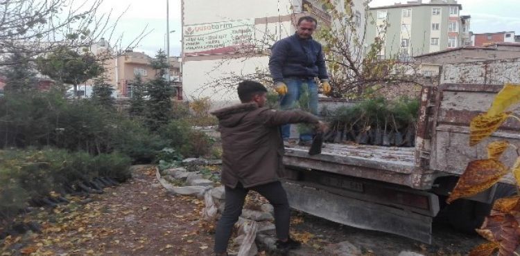 Develi Ülkü Ocakları 2 Yılda 125 Bin Fidan Dikti