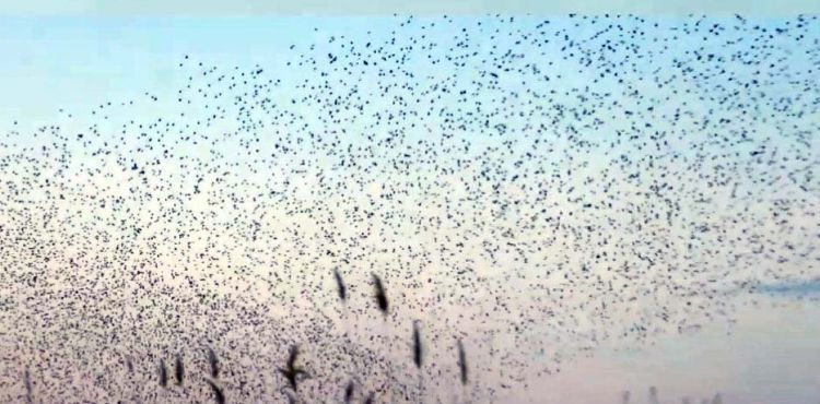 Kayseri'de sığırcıkların dansı