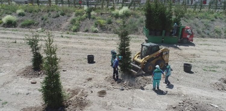 DAHA YEŞİL KOCASİNAN İÇİN 15-20 YAŞ ARASI AĞAÇLAR TOPRAKLA BULUŞTU