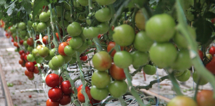 Kat Atk Depolama Tesisi'nde, yllk 500 ton domates retiliyor  